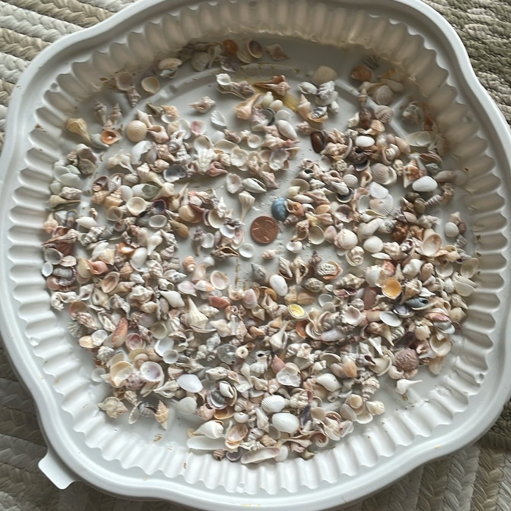 Shells - Picture 5 of 5